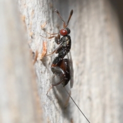 Podagrionini (tribe) (Unidentified mantis parasite wasp) at ANBG - 4 Jan 2022 by TimL