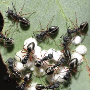 Dolichoderus scabridus at Acton, ACT - 5 Jan 2022