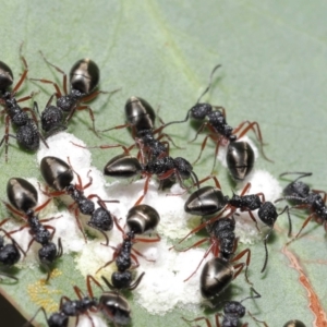 Dolichoderus scabridus at Acton, ACT - 5 Jan 2022