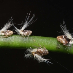 Scolypopa australis (Passionvine hopper, Fluffy bum) at ANBG - 7 Jan 2022 by TimL