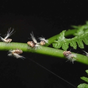 Scolypopa australis at Acton, ACT - 7 Jan 2022 11:15 AM