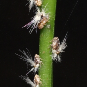 Scolypopa australis at Acton, ACT - 7 Jan 2022 11:15 AM