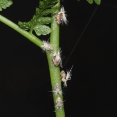 Scolypopa australis at Acton, ACT - 7 Jan 2022 11:15 AM