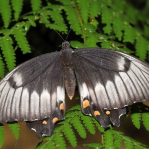 Papilio aegeus at Acton, ACT - 7 Jan 2022 11:23 AM