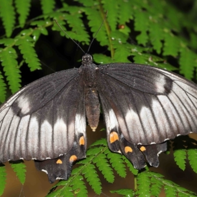 Papilio aegeus (Orchard Swallowtail, Large Citrus Butterfly) at Acton, ACT - 7 Jan 2022 by TimL