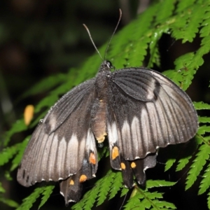 Papilio aegeus at Acton, ACT - 7 Jan 2022