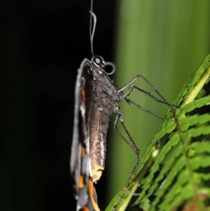 Papilio aegeus at Acton, ACT - 7 Jan 2022