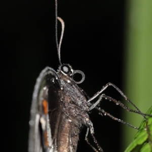 Papilio aegeus at Acton, ACT - 7 Jan 2022