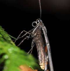 Papilio aegeus at Acton, ACT - 7 Jan 2022 11:23 AM