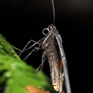 Papilio aegeus at Acton, ACT - 7 Jan 2022 11:23 AM