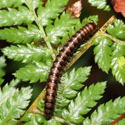 Paradoxosomatidae sp. (family) (Millipede) at ANBG - 7 Jan 2022 by TimL