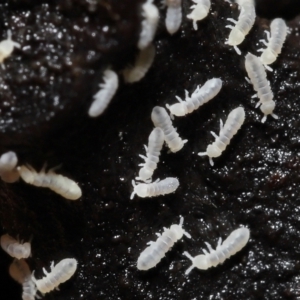 Hypogastrura sp. (genus) at Acton, ACT - 7 Jan 2022