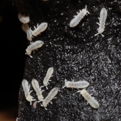 Hypogastrura sp. (genus) at Acton, ACT - 7 Jan 2022