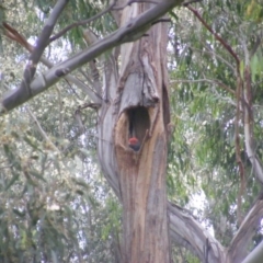 Callocephalon fimbriatum (Gang-gang Cockatoo) at Garran, ACT - 6 Jan 2022 by MichaelMulvaney