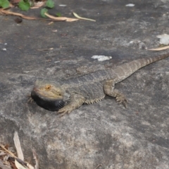 Pogona vitticeps (Central Bearded Dragon) at Acton, ACT - 5 Jan 2022 by TimL