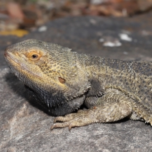 Pogona vitticeps at Acton, ACT - 5 Jan 2022