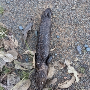 Tiliqua rugosa at Hackett, ACT - 9 Jan 2022