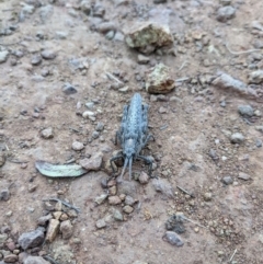 Coryphistes ruricola (Bark-mimicking Grasshopper) at Mount Majura - 9 Jan 2022 by WalterEgo