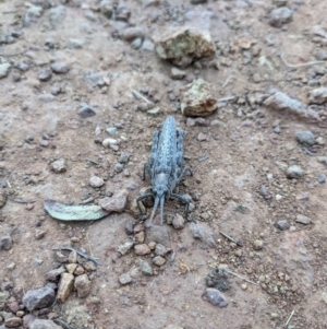 Coryphistes ruricola at Hackett, ACT - 9 Jan 2022 07:59 PM