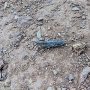 Coryphistes ruricola at Hackett, ACT - 9 Jan 2022