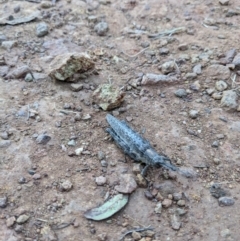 Coryphistes ruricola at Hackett, ACT - 9 Jan 2022