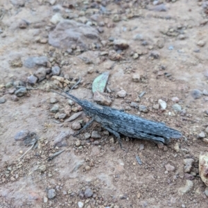 Coryphistes ruricola at Hackett, ACT - 9 Jan 2022