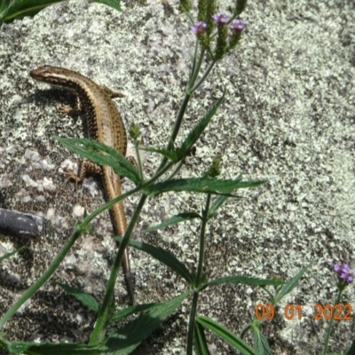 Eulamprus heatwolei (Yellow-bellied Water Skink) at Paddys River, ACT - 9 Jan 2022 by GirtsO