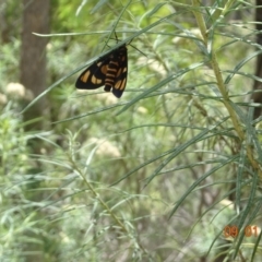 Amata (genus) (Handmaiden Moth) at Tidbinbilla Nature Reserve - 9 Jan 2022 by GirtsO