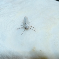 Philobota chionoptera at McKellar, ACT - suppressed