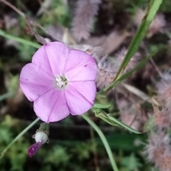 Convolvulus angustissimus subsp. angustissimus (Australian Bindweed) at Kambah, ACT - 9 Jan 2022 by RosemaryRoth