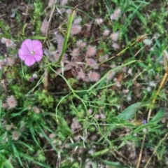 Convolvulus angustissimus subsp. angustissimus at Kambah, ACT - 10 Jan 2022