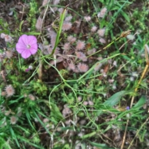 Convolvulus angustissimus subsp. angustissimus at Kambah, ACT - 10 Jan 2022