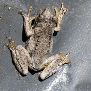 Litoria peronii at Googong, NSW - 8 Jan 2022