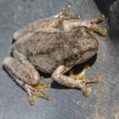 Litoria peronii at Googong, NSW - 8 Jan 2022