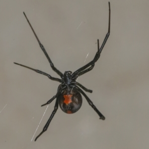 Latrodectus hasselti at Googong, NSW - 4 Jan 2022