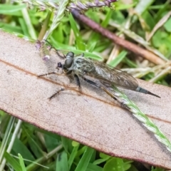 Cerdistus sp. (genus) (Yellow Slender Robber Fly) at Googong, NSW - 8 Jan 2022 by WHall