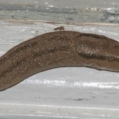 Ambigolimax sp. (valentius and waterstoni) (Striped Field Slug) at Googong, NSW - 6 Jan 2022 by WHall