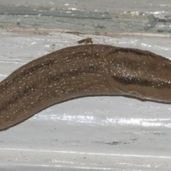 Ambigolimax nyctelia (Striped Field Slug) at Googong, NSW - 6 Jan 2022 by WHall