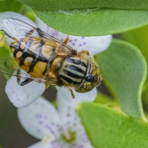 Eristalinus punctulatus at Googong, NSW - 9 Jan 2022