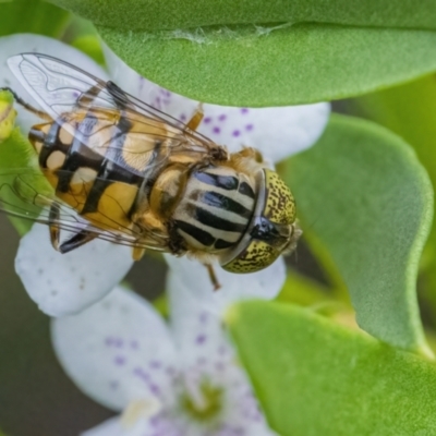 Eristalinus punctulatus (Golden Native Drone Fly) at Googong, NSW - 8 Jan 2022 by WHall