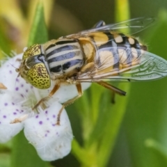 Eristalinus punctulatus at Googong, NSW - 9 Jan 2022