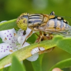 Eristalinus punctulatus at Googong, NSW - 9 Jan 2022