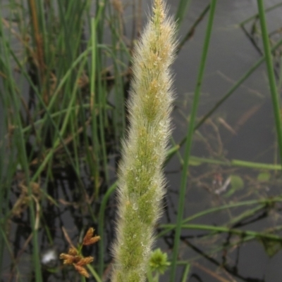 Polypogon monspeliensis (Annual Beard Grass) at Dunlop, ACT - 27 Dec 2021 by pinnaCLE