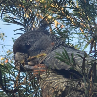 Callocephalon fimbriatum (Gang-gang Cockatoo) at Cook, ACT - 8 Jan 2022 by namaqua