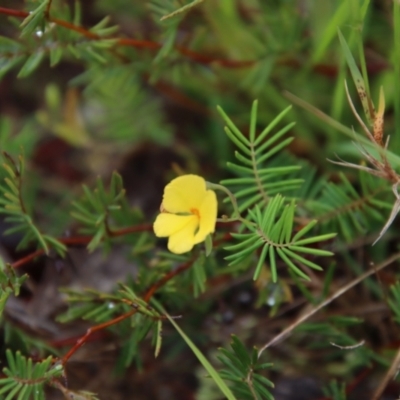 Gompholobium pinnatum (Pinnate Wedge-Pea) at Moruya, NSW - 9 Jan 2022 by LisaH