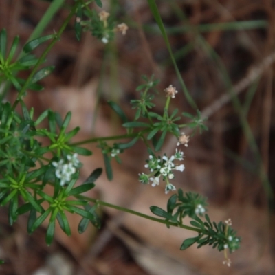 Poranthera microphylla (Small Poranthera) at Moruya, NSW - 9 Jan 2022 by LisaH