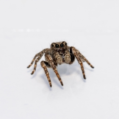 Servaea narraweena (A jumping spider) at Jerrabomberra, NSW - 2 Nov 2021 by MarkT