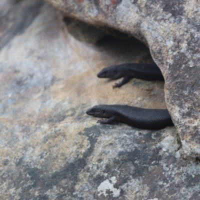 Egernia saxatilis intermedia (Black Rock Skink) at Upper Kangaroo Valley, NSW - 5 Jan 2022 by PDL08