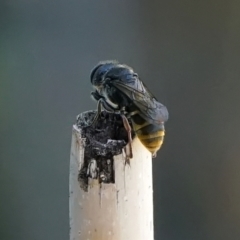 Crabronidae (family) at Page, ACT - 10 Jan 2022