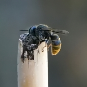 Crabronidae (family) at Page, ACT - 10 Jan 2022